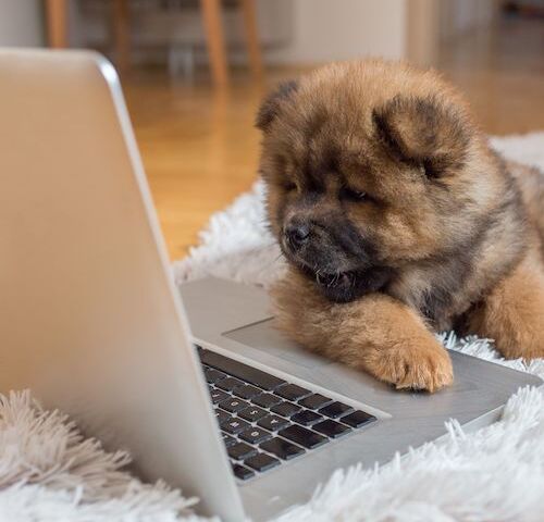 dog-looking-at-computer