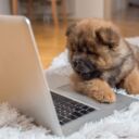 dog-looking-at-computer